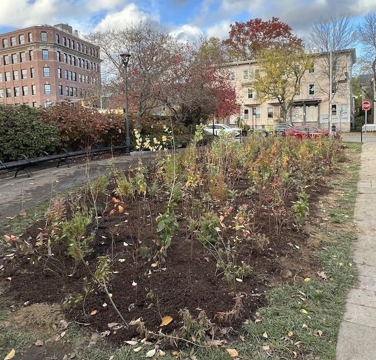 A Miyawaki mini woods planting in town in between impervious surfaces.