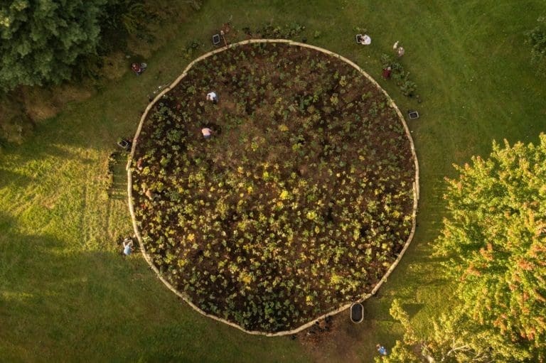 An aerial view of the circular planting site shortly after the planting was complete. 