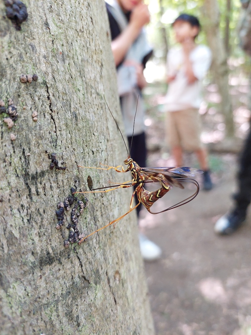 Female giant ichneumon wasp using her long ovipositor to deposit an egg on a pigeon horntail wasp larva in the tree bark.