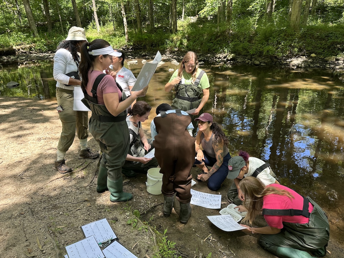 A group of people using a key to identify benthic macroinvertebrates on the shore of a shady stream. Some are standing, some are kneeling, and most are wearing chest waiders. 