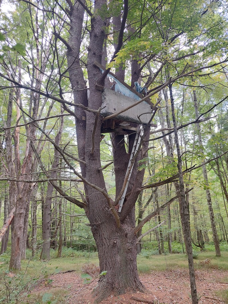 A straight ladder wedged in the crotch of a mature white pine leading to a wooden tree-house structure with tarps for cover that is used as a deer stand.