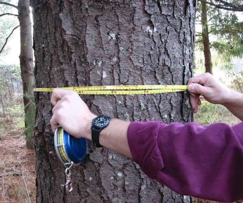 Image showing a DBH tape being used to measure the diameter of a tree.
