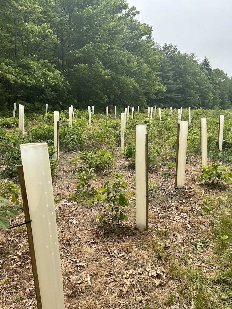 Image showing trees planted in a field with white plastic tubes protecting them, held up with wooden stakes.