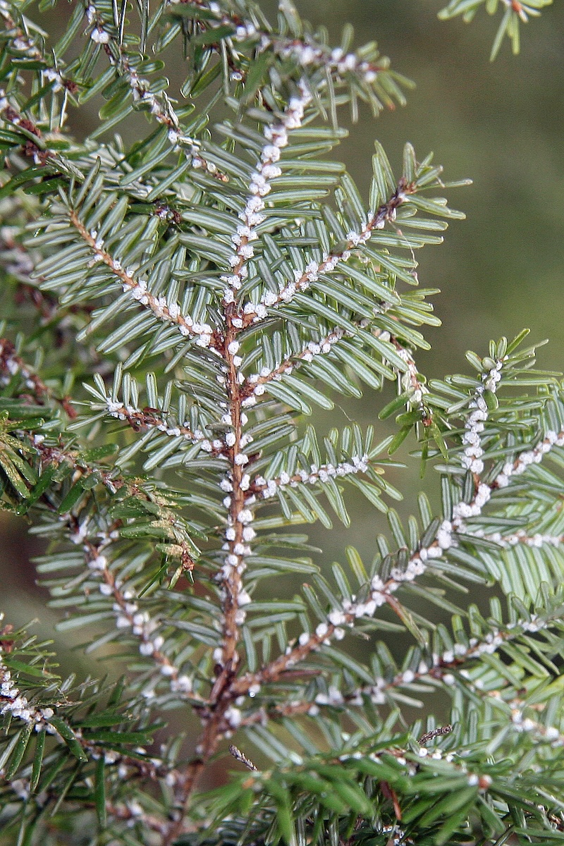 Presence of Hemlock Woolly Adelgid on twig Hemlock twig and needles with white woolly masses present on the bottom of the twig showing the presence of Hemlock Woolly Adelgid.
