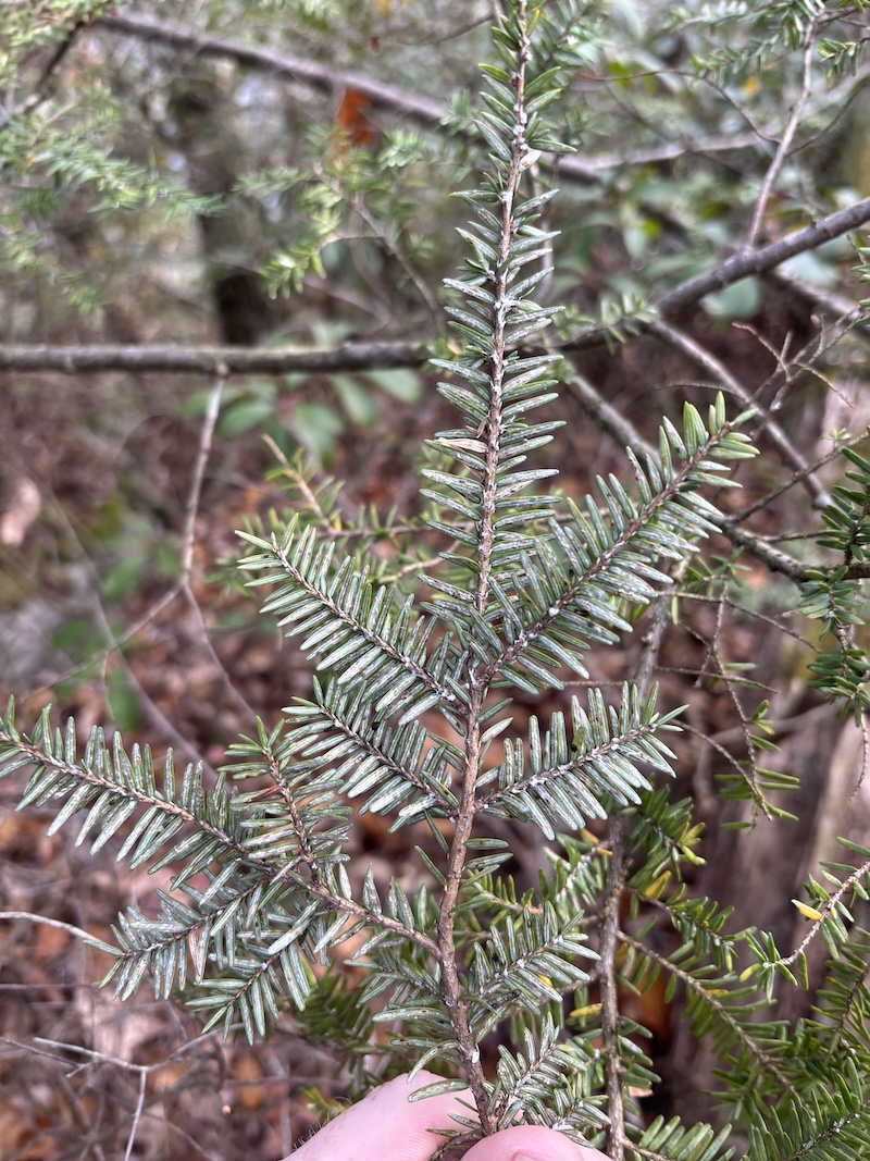 Light infestation of Hemlock Woolly Adelgid on a twig. Hemlock twig and needles with a light infestation of white woolly masses present on the bottom of the twig showing the presence of Hemlock Woolly Adelgid.