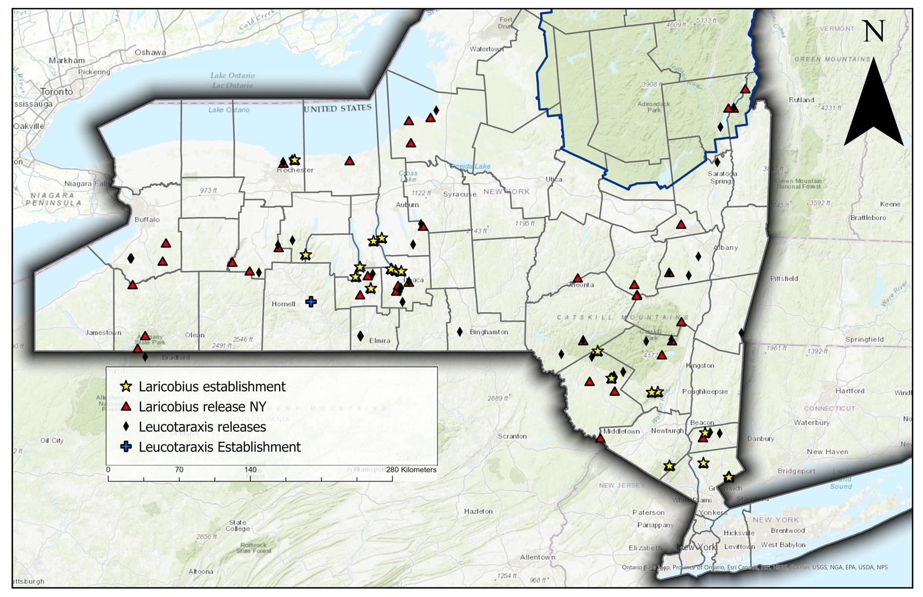 HWA biological control release and establishment map A map showing the release and establishment of Laricobius and Leucotaraxis throughout New York. Release for Laricobius is signified with a red triangle and Leucotaraxis with a black diamond. Establishment for Laricobius is signified with a gold star and Leucotaraxis with a blue cross.