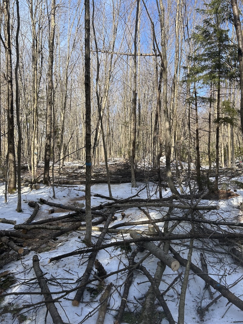 Image showing the results of a timber stand improvement (TSI). The result is large piles of slash on top of snow.