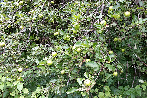 wild apple tree