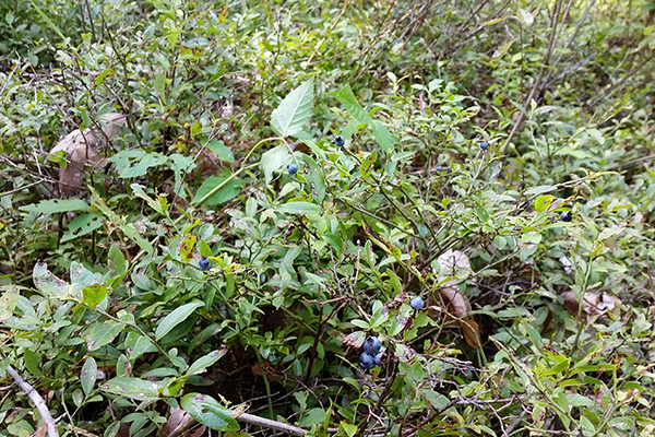 wild blueberries