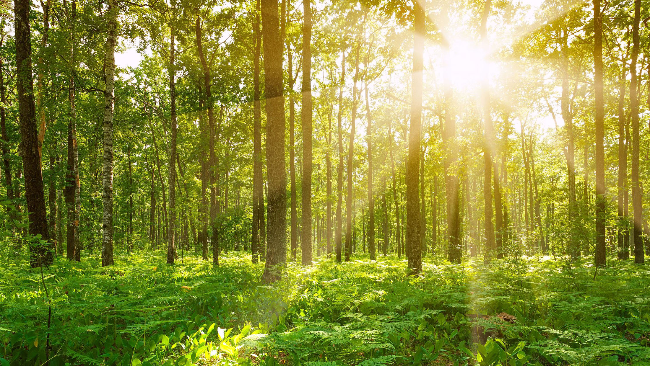  Discover activities you can do to care for and enjoy the woods