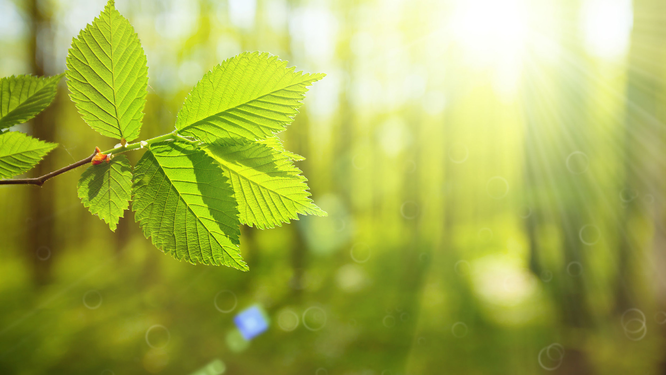  Discover activities you can do to care for and enjoy the woods