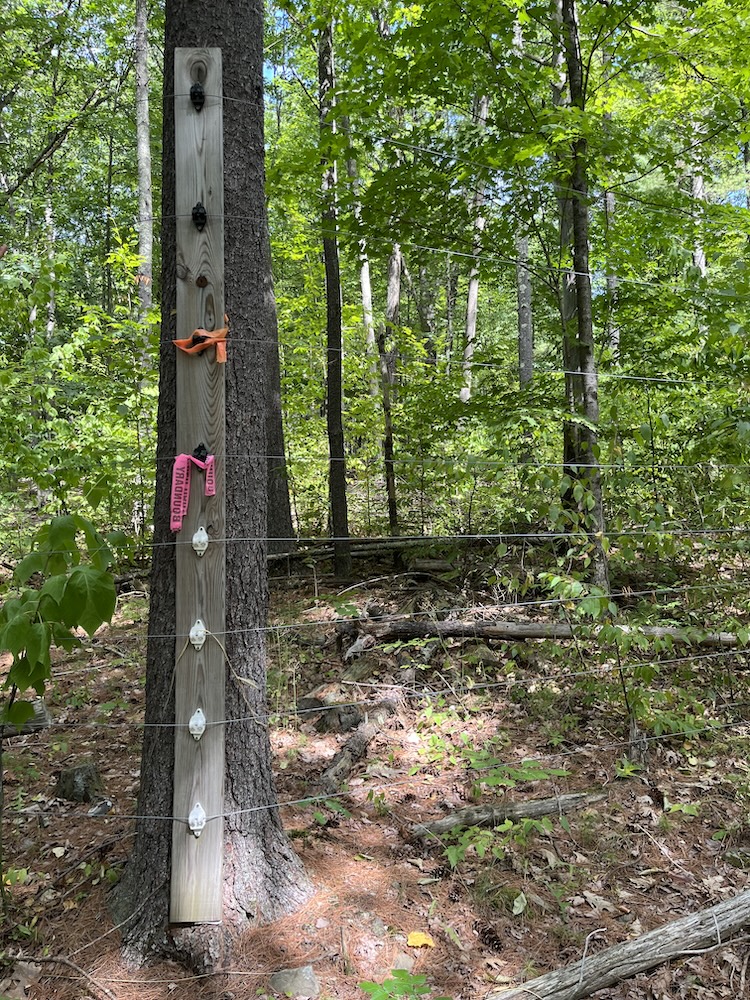 Picture of deer fencing at Siuslaw model forest.