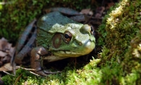 Amphibian Monitor Volunteer Info Session