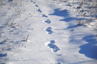 Animal Tracking in the Snow with Dan Yacobellis