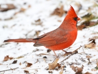 For the Love of Birds: Backyard Bird Count