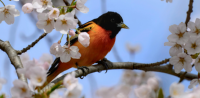 The Birds Are Back in Town