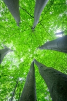 Canopy Exploration and Tree Climbing Workshop