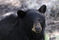 What's to Love About Catskill Mountain Wildlife