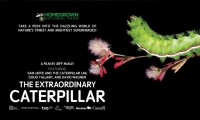 Screening: The Extraordinary Caterpillar