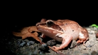 I Love a Rainy Night: The Rhythm of Forest Amphibians