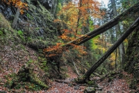 Introduction to Forest Farming with Catskill Forest Association 