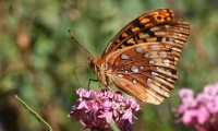 Gardening for Butterflies and Nature
