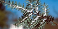 Hemlock Health Monitoring Plots