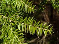 Hemlock Health Monitoring Plots and Hemlock Woolly Adelgid
