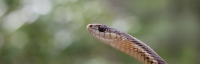 The Beauty of Survival: An Introduction to Reptiles