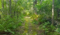 Invasive Removal Mission at Fredrick P. Rose Preserve
