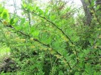 CRISP Invasive Species Workday on the Ashokan Rail Trail