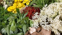 June Foraging and Fungi Workshop