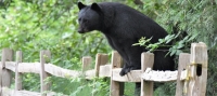 Spring Emergence- Living with American Black Bears