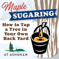 Maple Sugaring: How to Tap a Tree in Your Backyard