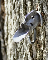 Audubon Bird Friendly Maple Program - Where Birds &amp; Maple Meet