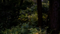 Night in the Forest Exploration