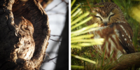 Owl Prowl