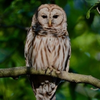 Owls in Winter