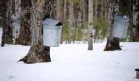 Maple Sugaring, from Past to Present