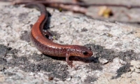 After Sunset with Salamanders