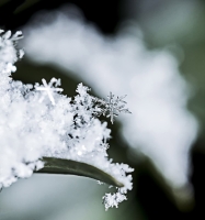 Snow Stories