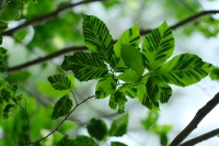 Winter Surveys for Forest Pests: Spotted Lanternfly and Beech leaf disease