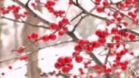 Winter Tree and Shrub ID Walk