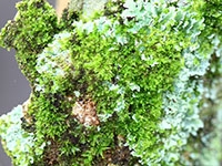 Trees and Their Frenemies: Arboreal Mosses, Lichens, and Mushrooms