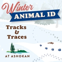 Winter Animal ID: Tracks and Traces 