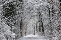 Wonders of Winter Ecology: A Guided Walk