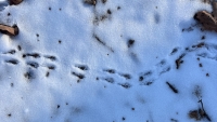 Winter Tracking Walk