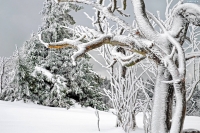 Winter Tree Identification 