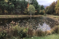 Women Owning Woods: Fall Foraging Walk