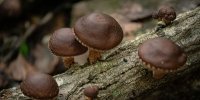 Growing Forest Fungi